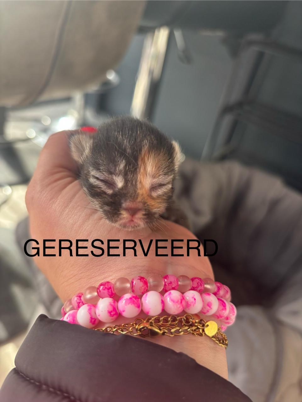 Super mooie kittens te koop