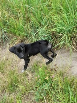 Klein hondje