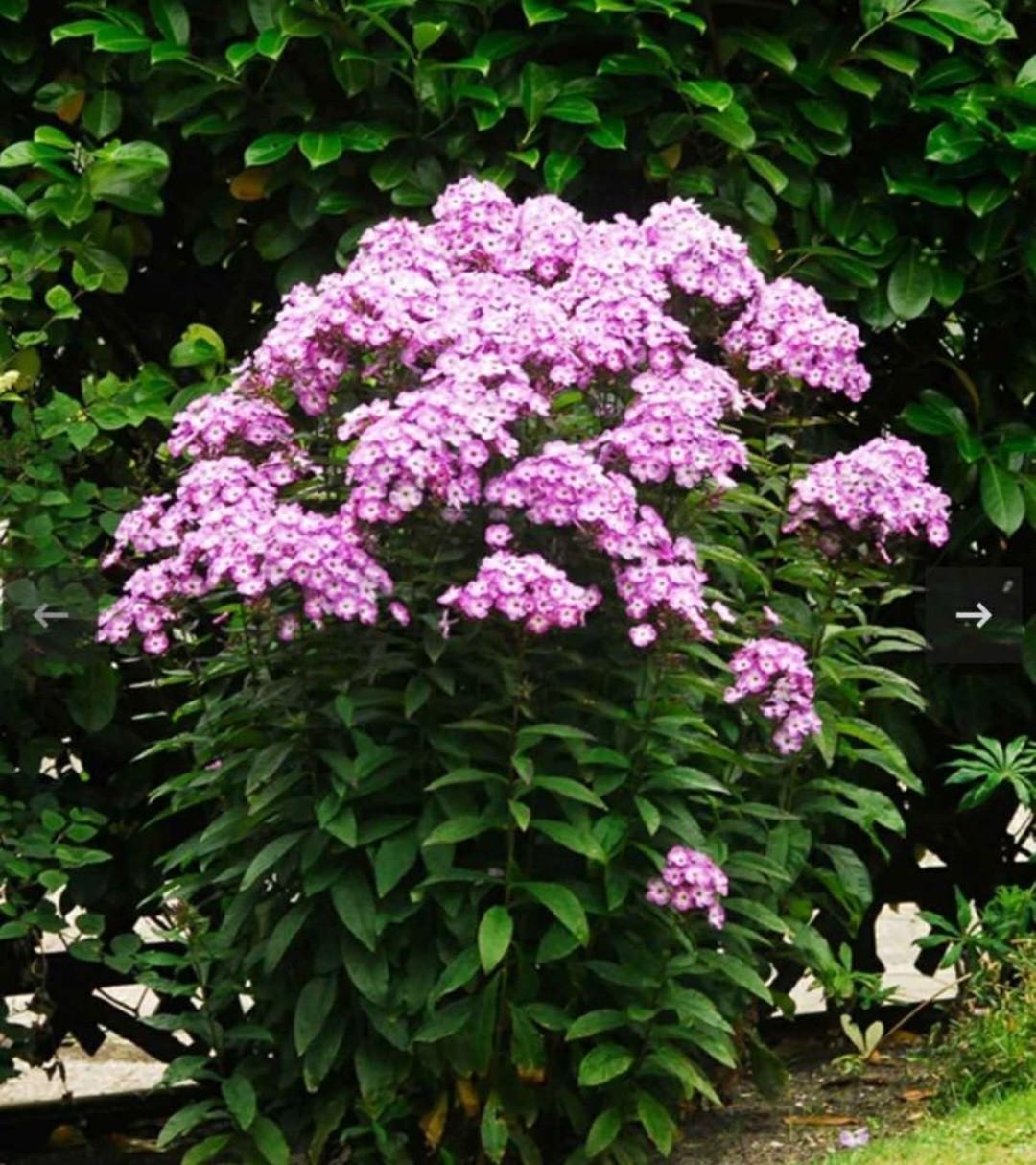 Phlox roze