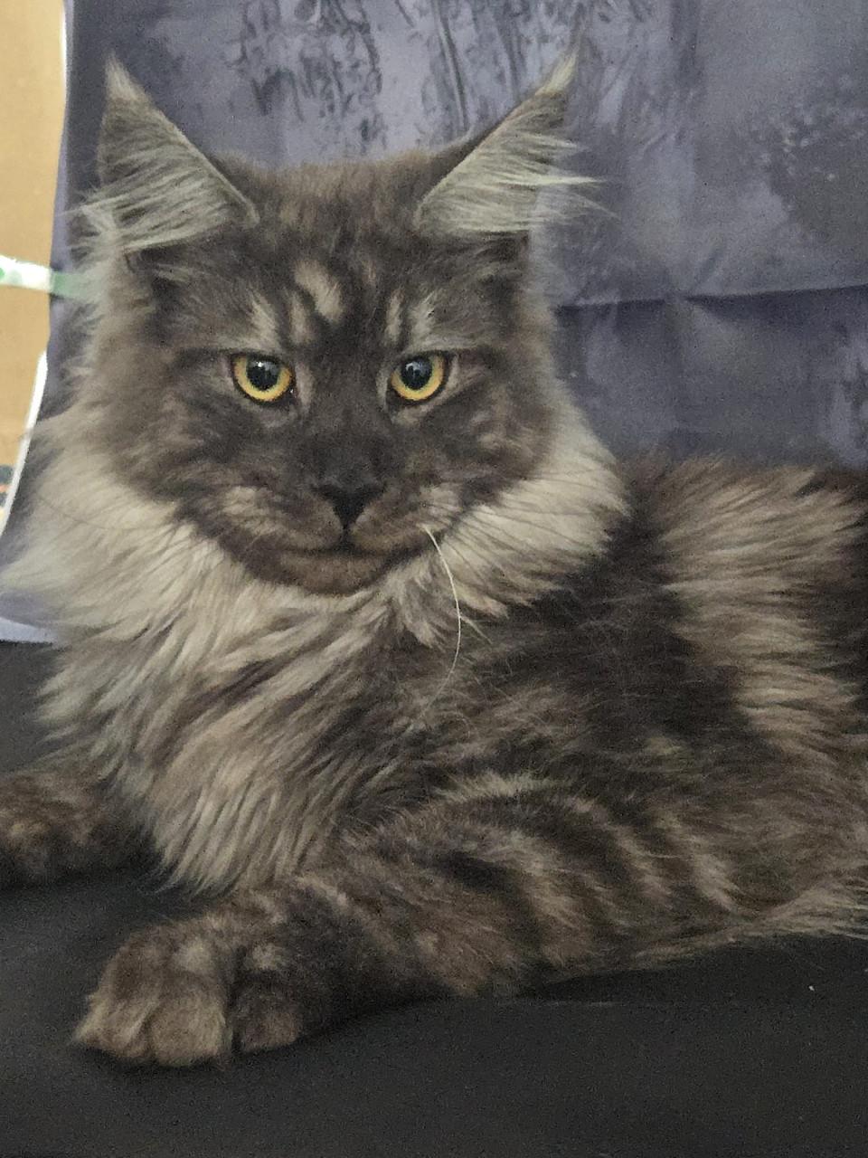 Prachtige maine coon dekkater met stamboom (niet te koop)