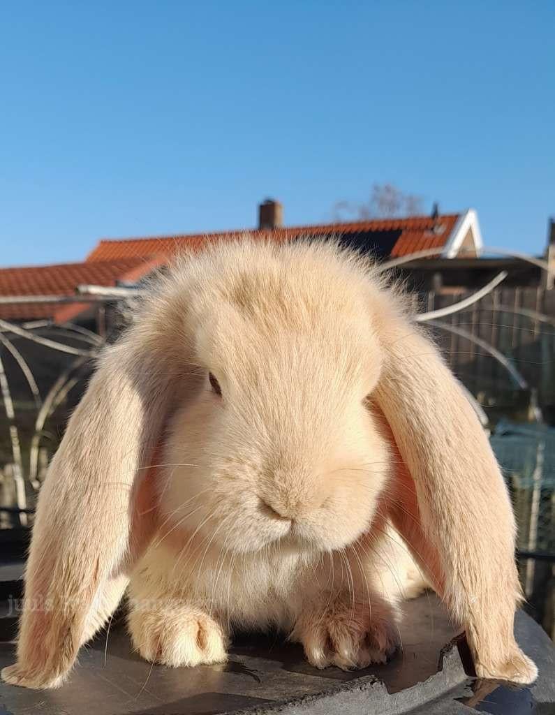 Raszuivere Franse hangoor konijnen