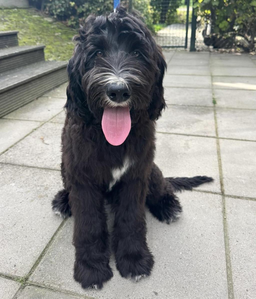 Labradoodle pups (standaard maat)
