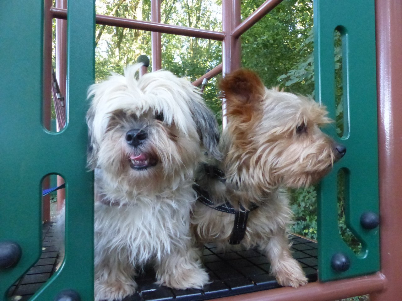 2 pups reutjes moeder Maltezer vader Yorkshire Terrier GEZOND SPEELS LIEF
