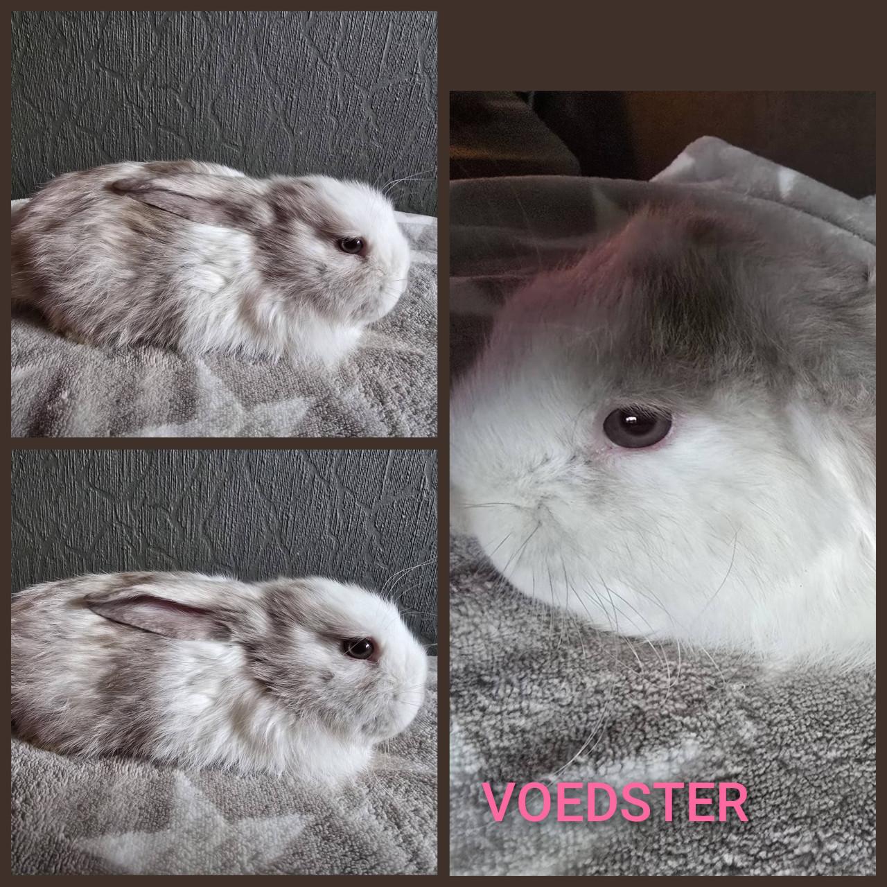 Lieve fransje hangoren