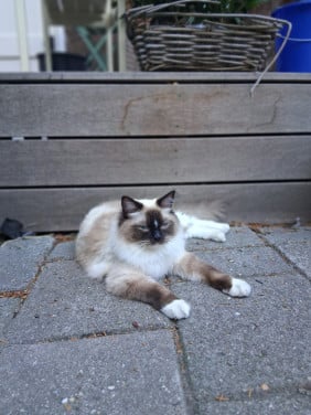 Vermist Noesje onze lieve kater