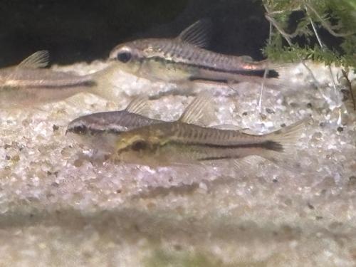 Gastrodermus (corydoras) Pygmaeus
