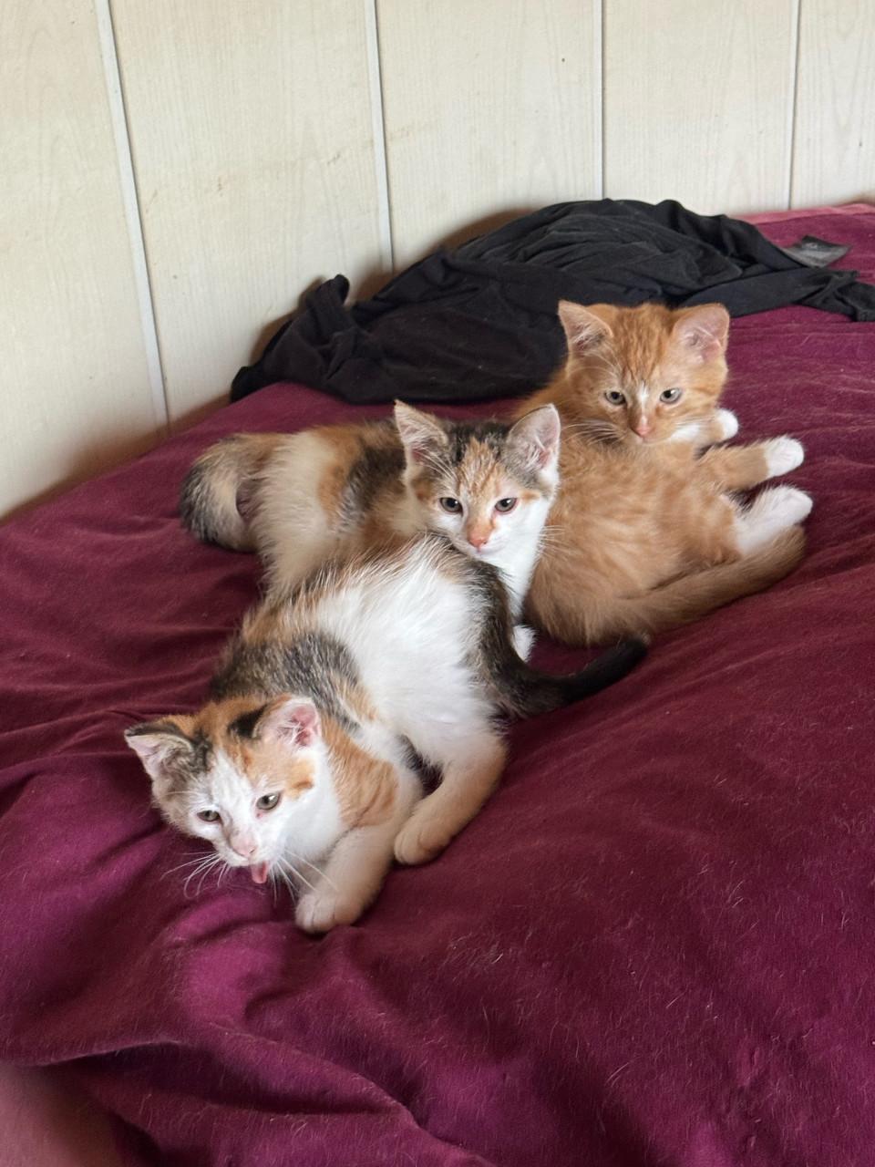 Kittens pers/maincoon
