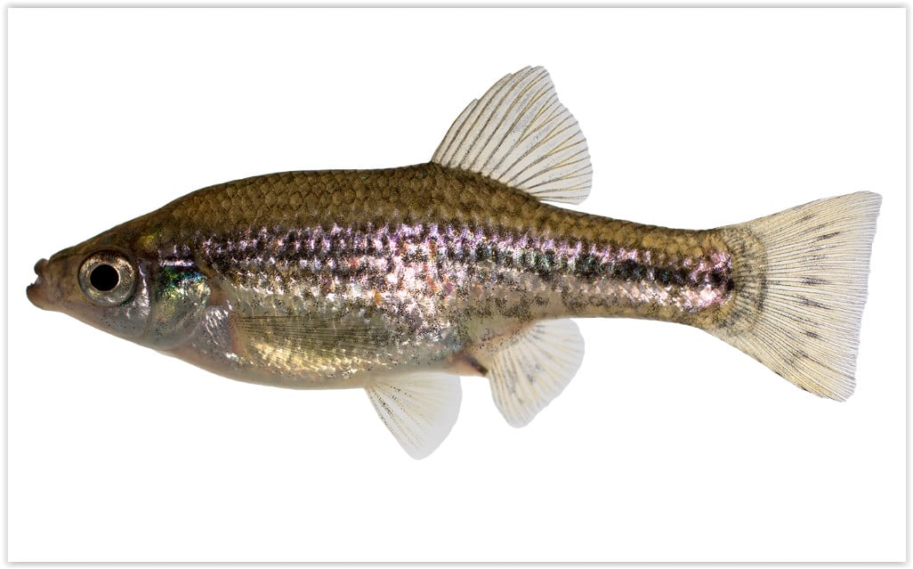 Ameca splendens - levendbarende tandkarper
