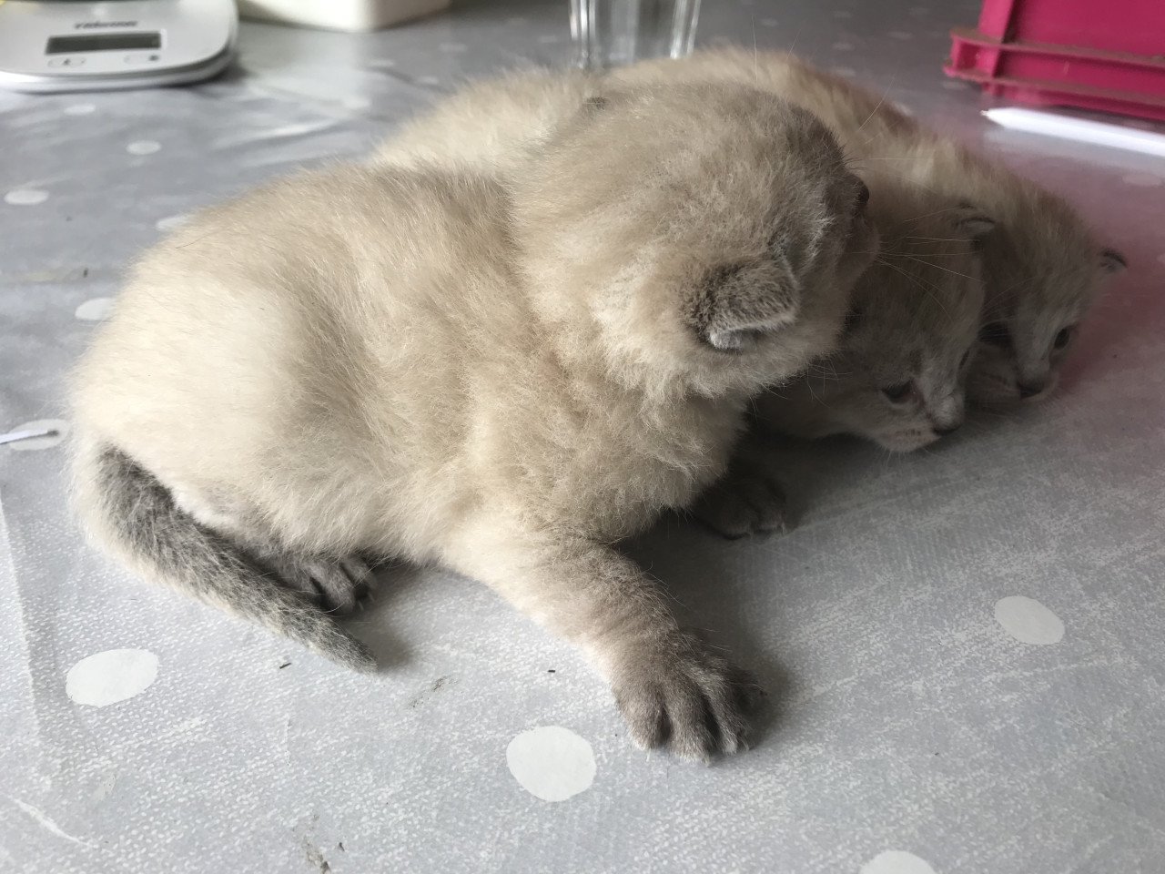 Kittens