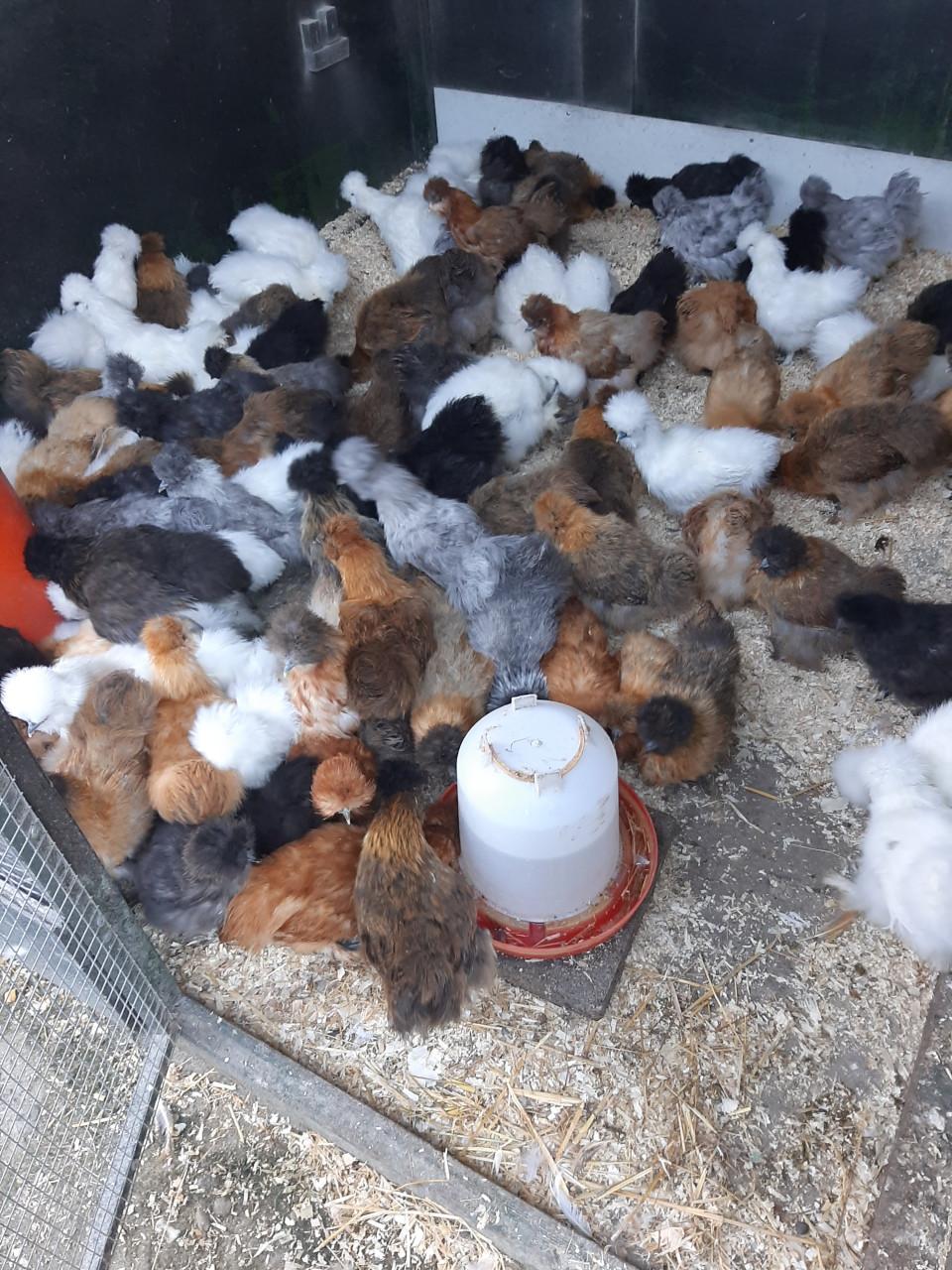 Er zijn weer volop nieuwe leghennen, sier- en krielkippen