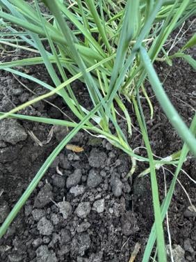Winterprei plantjes Preiplanten