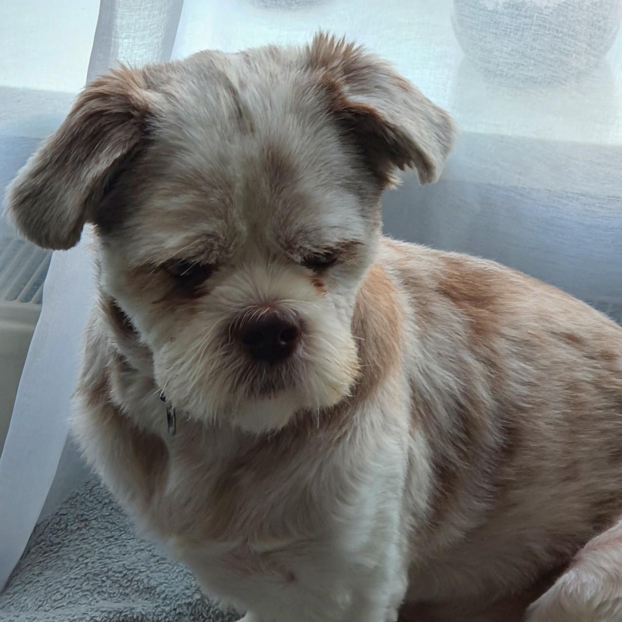Shih Tzu mix (reu)