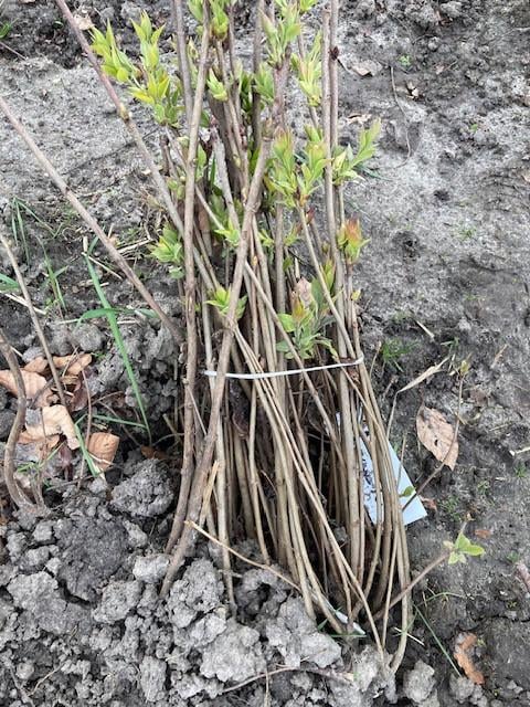 Zeeuwse haag / natuurlijke beplanting/inheemse struiken