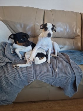 Binnenkort boerenfox pups