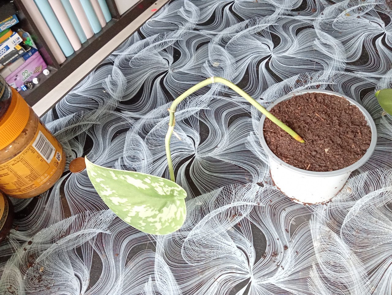 Heel veel stekjes van planten