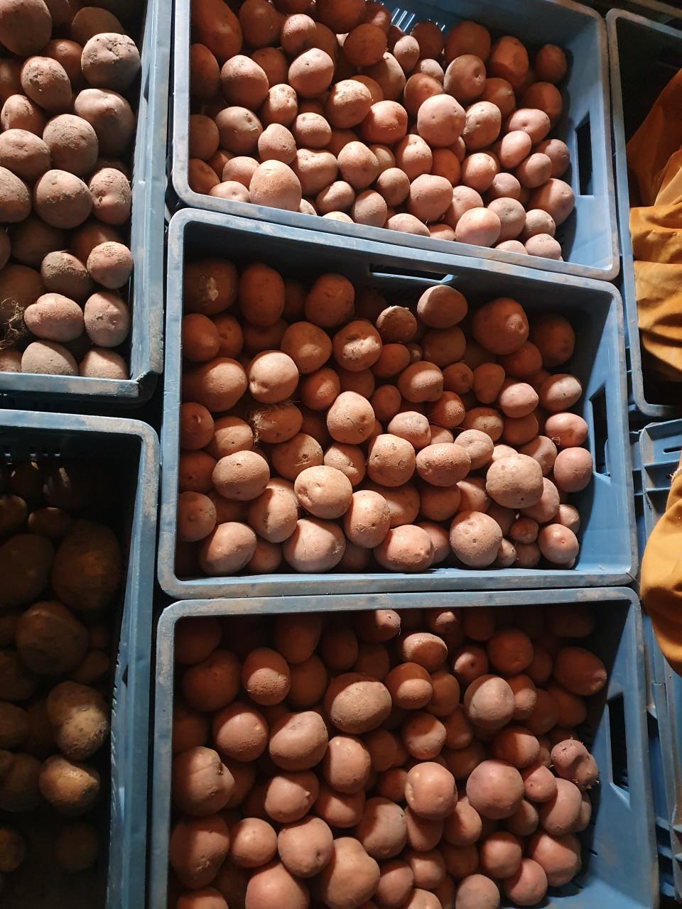 Bildtstar aardappelen