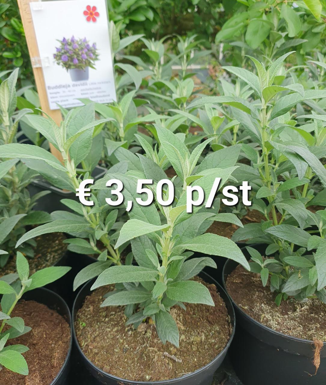 TUINPLANTEN Oudelande