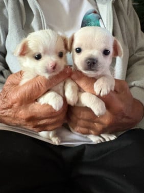 Chihuahua puppies