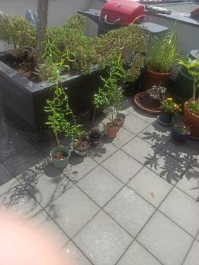 Gratis ophalen krinkelwilgen