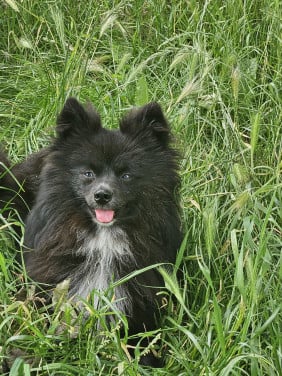 Hondjes