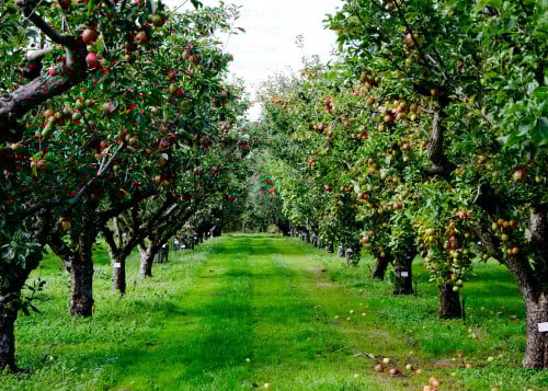 Gevraagd: appelbomen om te rooien.