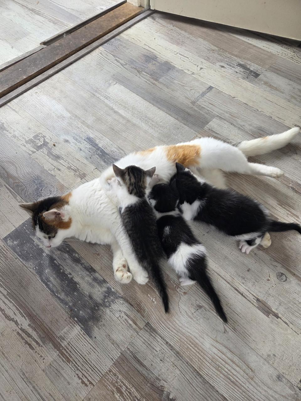 Kittens