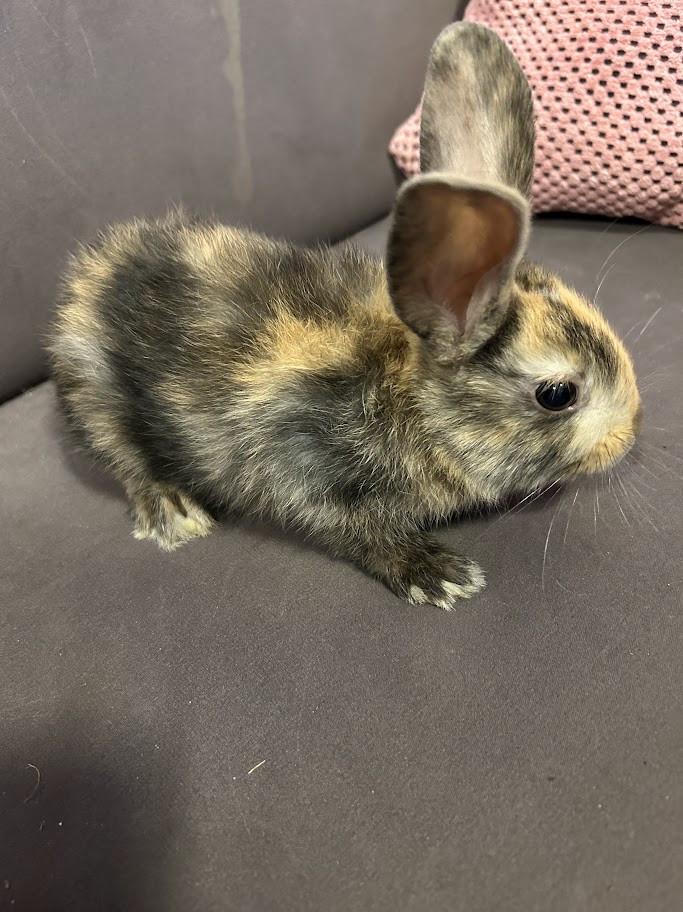 3 lieve baby konijntjes te koop