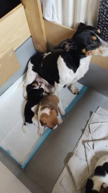 Jack Russel pups te koop