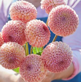 DAHLIAKNOLLEN te koop