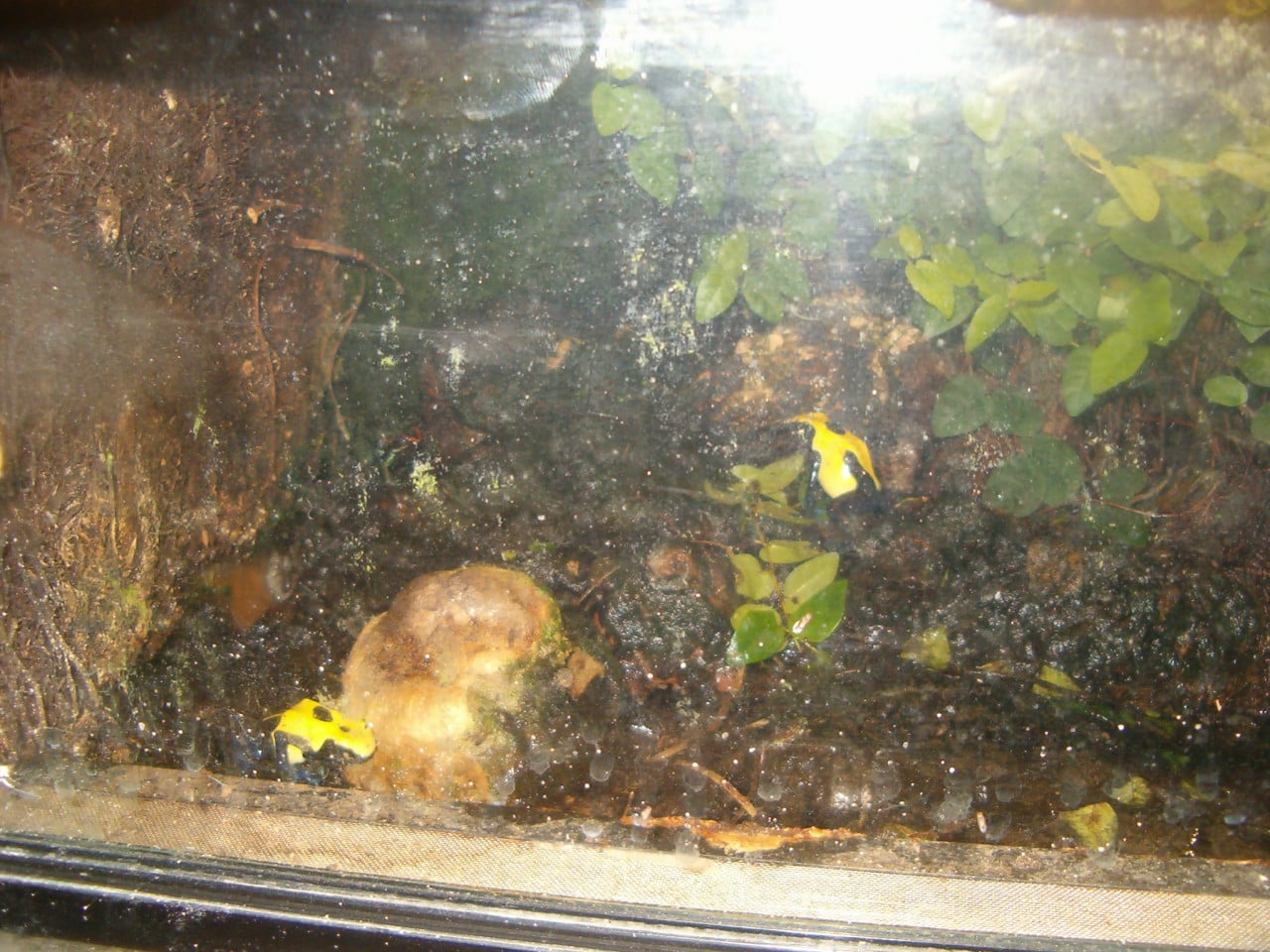 Terrarium L 86 cm Hoog 30 cm Diep 45 cm