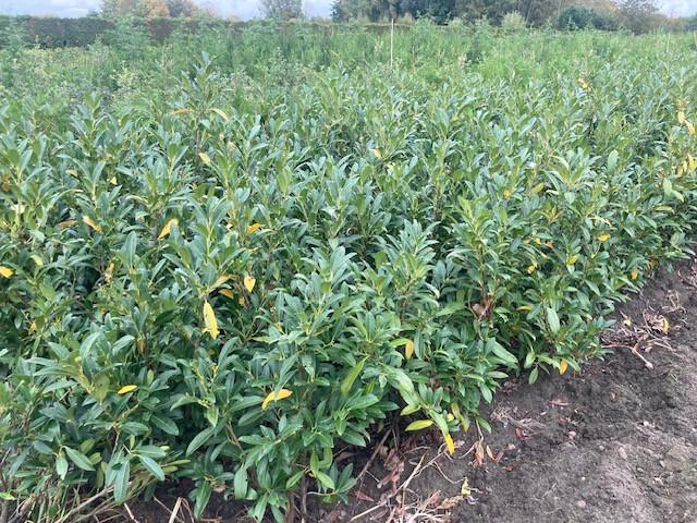 Laurierstruiken Prunus Herbergii