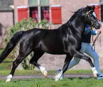 Ter dekking Welsh B hengst