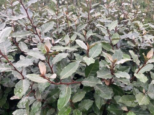 Olijfwilg (Eleagnus Ebbingei)