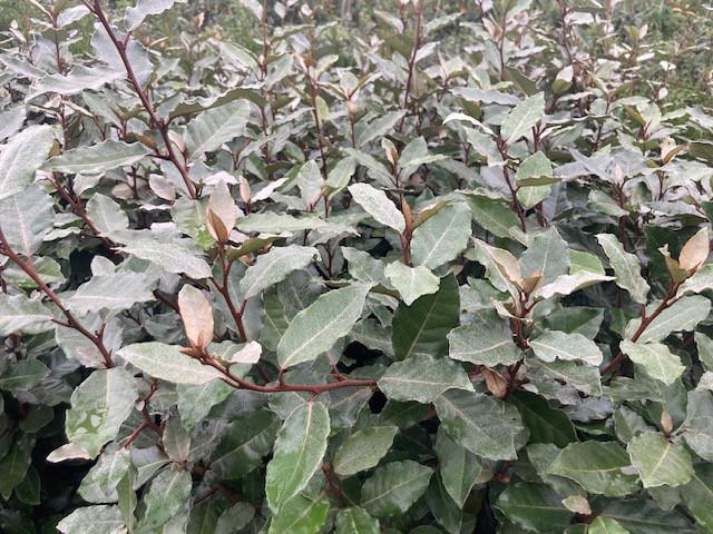 Olijfwilg (Eleagnus Ebbingei)