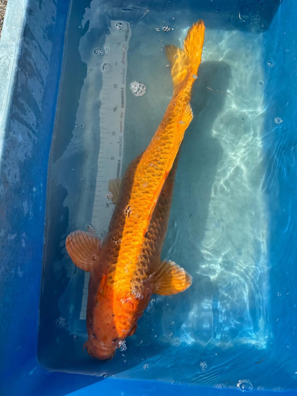 Koi Karpers en gras karper