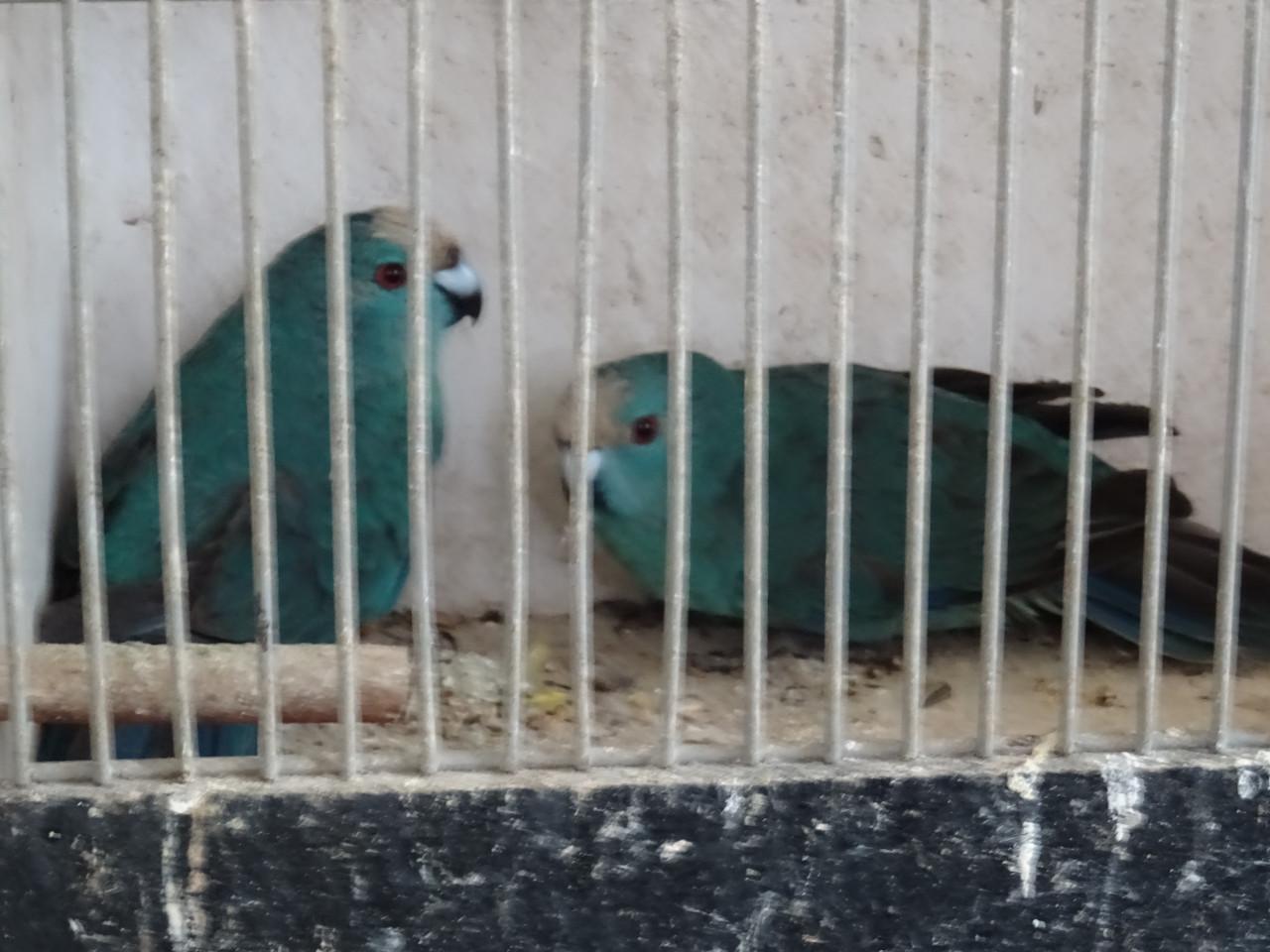 Te koop koppel blauwe kakariki  broedrijp nog niet mee gekweekt !VERKOCHT!