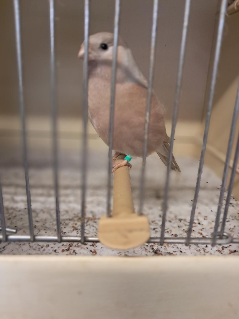 Gevraagd mutaties goudvinken