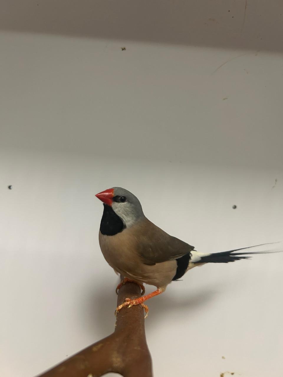 Spitsstaart amadines