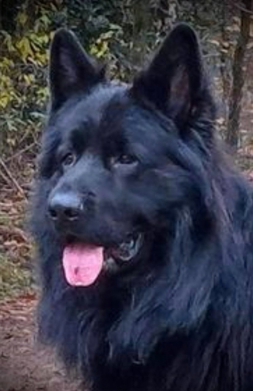 Duitse Herder pup Julia en Jules