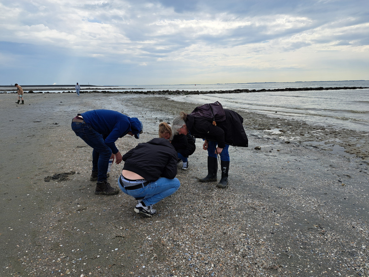 Strandexcursie haaientanden, schelpen en fossielen 19 oktober