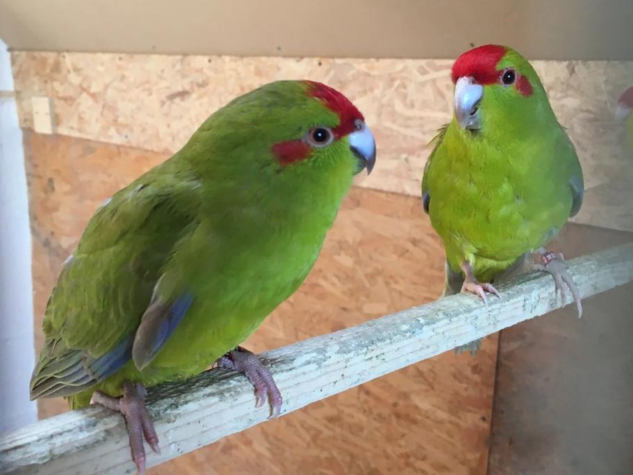 Kakariki koppel en losse pop