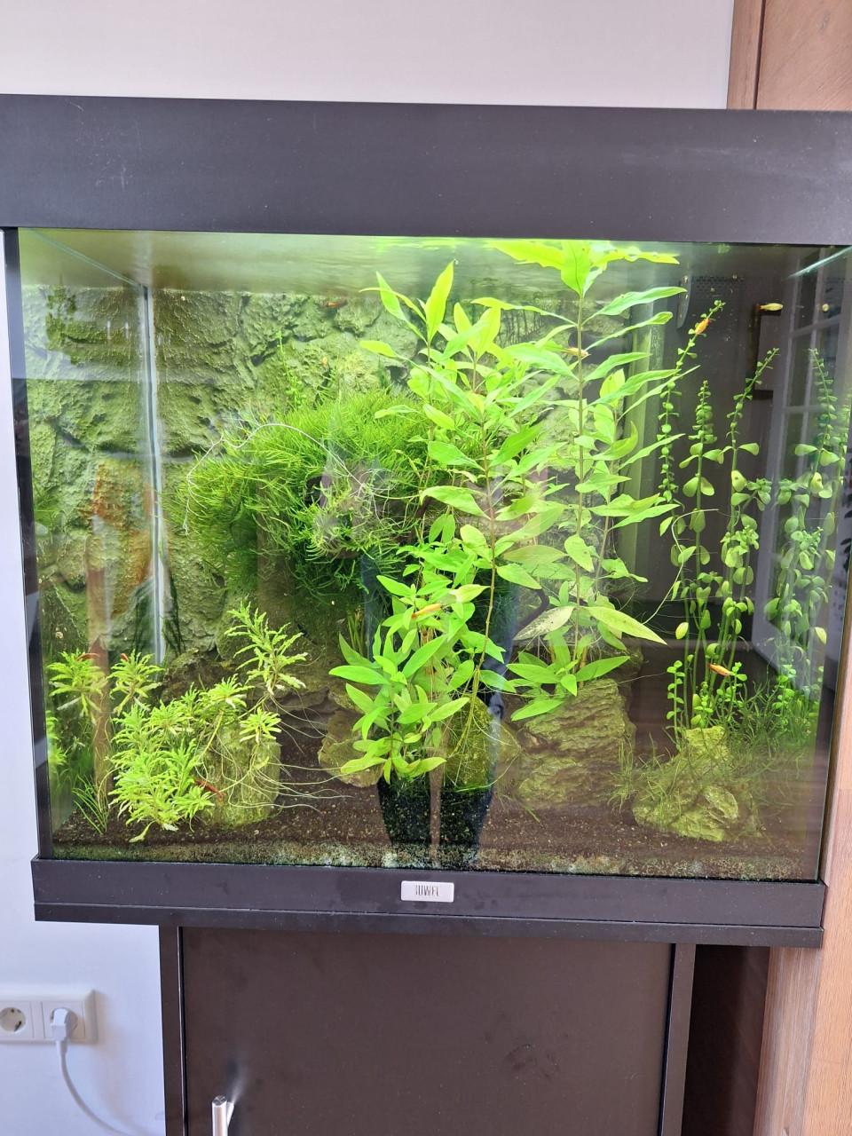 GERESERVEERD Aquarium Juwel Lido 120
