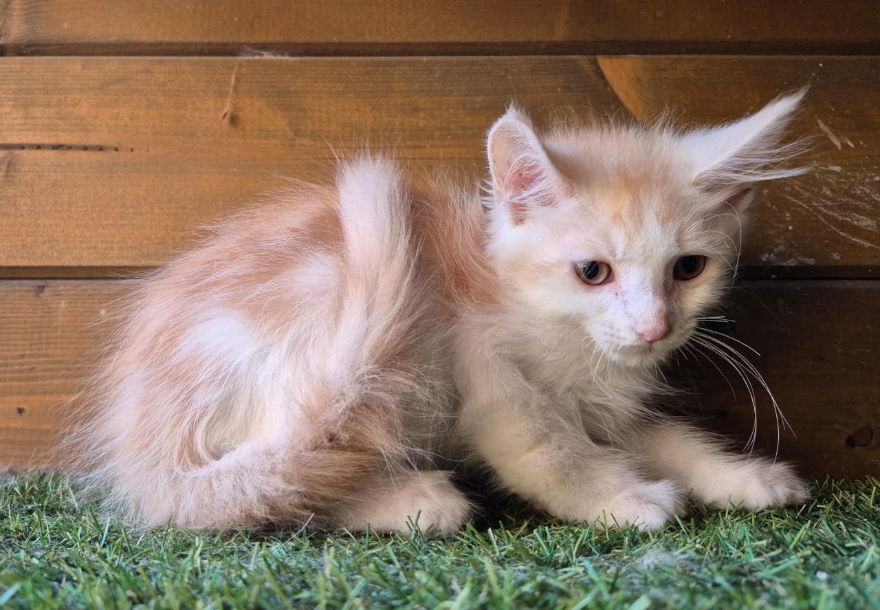 Maine coon kittens
