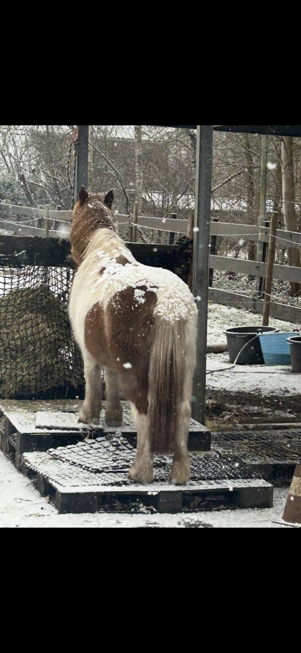 Lieve oudere b-pony