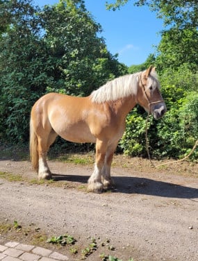 Negen jarige merrie te koop