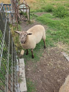 Schaap schapen ram rammen dekram