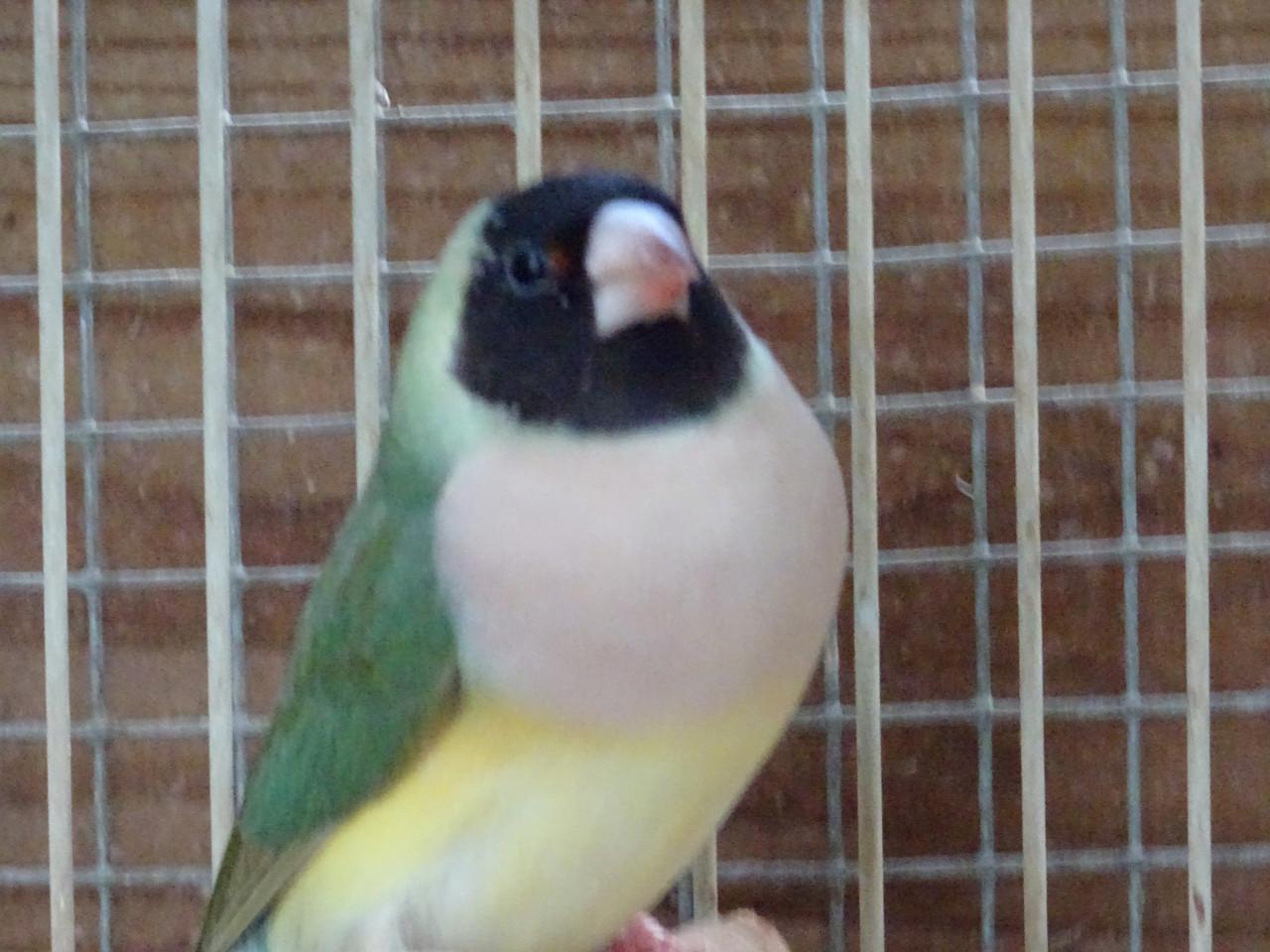 Te koop mooie broedrijpe Golds amadine onverwant  ook witborst .