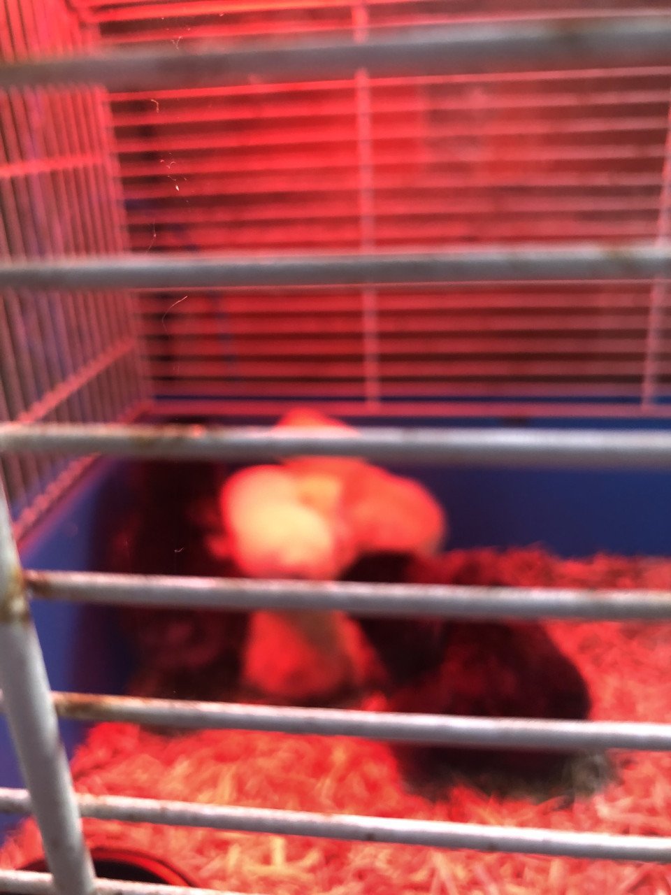 Kuikentjes van kleurleggers!!