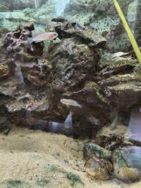 Lamprologus multifasciatus