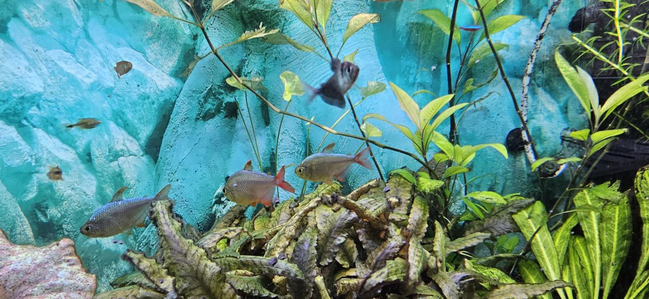 Compleet aquarium met vis